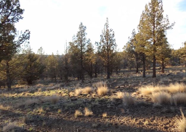 Lot Detail - Modoc Recreational Estates Northern California Approx 1.5 ...