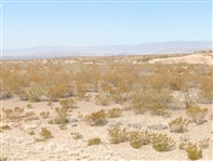 Texas Presidio County 40 Acre Property! Superb Investment in Recreational Use and Stargazing Area near Big Bend National Park! Low Monthly Payments!