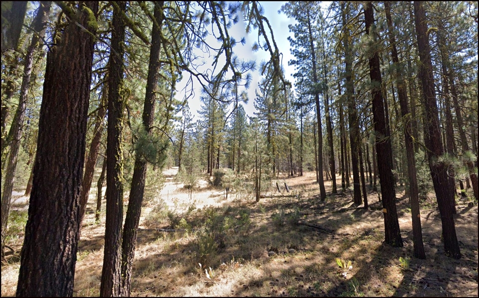 California Pines Approx 1 Acre Modoc County Homesite Property in Amazing Recreation Location! Low Monthly Payment