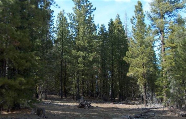 Northern CA Approx 1 Acre Modoc County California Pines Recreational Homesite! Low Monthly Payment!