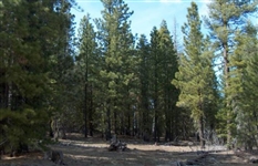 Northern CA Approx 1 Acre Modoc County California Pines Recreational Homesite! Low Monthly Payment!