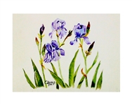 Springs Blue Iris - Canvas Giclée, 14 x 10 Print