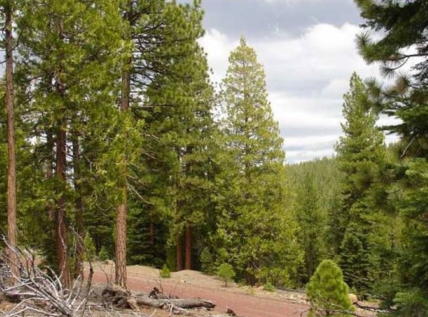 Modoc County Northern CA Approx 1 Acre Property in California Pines with Low Monthly Payments!