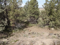 Northern California Siskiyou County 0.54 Acre Property Near Lake Shastina! Incredible Investment! Low Monthly Payments!