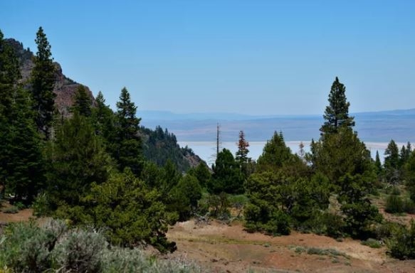 Northern California Modoc County 0.93 Acre California Pines Property! Low Monthly Payments!