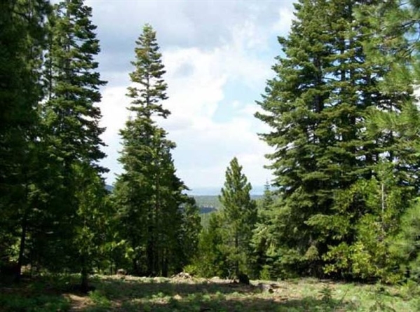 Modoc County Approx 1 Acre Property in Beautiful California Pines Subdivision in Northern California! Low Monthly Payments!