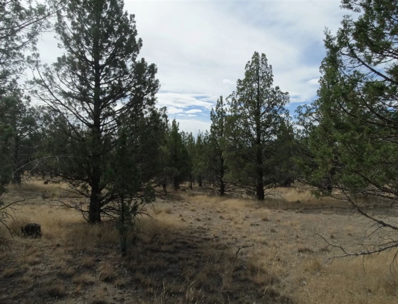 CASH SALE! California Modoc County Approx 1 Acre Recreational Land Investment Property! File 9139422